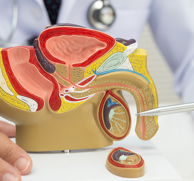 Male Fertilty – Dr Genia Rozen fertility specialist